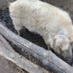 Nächster Halt, Berlin